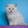 Cat wallpapers, backgrounds, images 1920x1080— best cat desktop wallpaper sort wallpapers by: 1