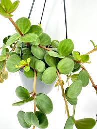 Image result for Peperomia tetraphylla