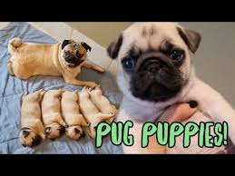 Petland iowa city has pug puppies for sale! Pug Puppy Compilation Youtube