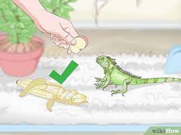 How To Care For An Iguana Iguana Food Iguana Care Iguana