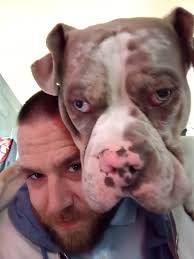 Dogs Lost/found In Essex UK