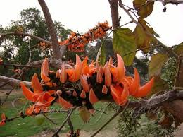 Butea Monosperma Flame Of The Forest Forest Flowers Flowering Trees Flowers