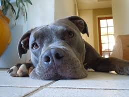 For example, a solid blue pitbull with a fairly dark muzzle usually won't allow the blue mask to be noticeable. Fact Check Is The Blue Nose Pitbull Different From Other Pittie Breeds Why You Ll Completely Fall In Love When Adopting A Pitbull