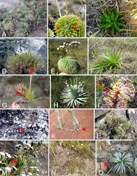 Image result for Syngonanthus wahlbergii