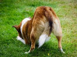 Can Dogs Get Hemorrhoids Petmd