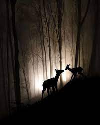 Mariagraziaraciti On Twitter Wild Animals Photography Animal Photography Animals Wild