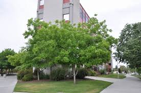Image result for Carya illinoinensis