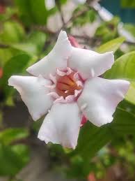 Image result for Strophanthus eminii