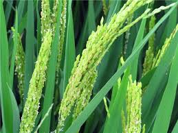 Flower Of Rice Flowers Planting Flowers Plant Fungus