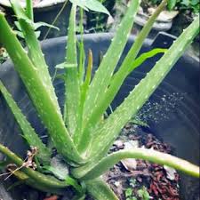 Liliaceae diperkirakan meliputi 4000 jenis tumbuhan species ini dapat dijumpai di gurun afrika utara dan amerika. Lidah Buaya Aloe Vera Shopee Indonesia