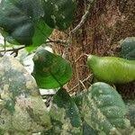 Image result for Baphiopsis