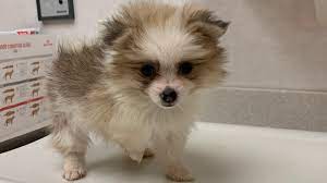 Check spelling or type a new query. Prosecutors More Than 130 Animals Rescued From Suspected Puppy Mill In New Jersey