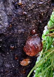 Insect borers and a fungus called cytospora canker creep into trees' injured roots or branches. Sap Bubbles On A Plum Tree Plum Tree Photo My Pictures