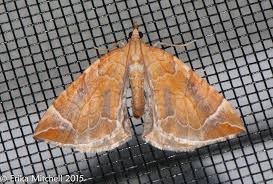 Image result for Eulithis testata