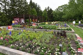 Phlox, dianthus, rosemary, junipers, pines, sedum, nandina, and even hardy roses do well in rock gardens. Darwin Perennials Day 2019 Highlights