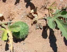 Image result for Acanthosicyos naudinianus