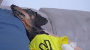Some of these insurance companies have an easy process to follow while others require more work. Sympathy Pet Stock Video Footage 4k And Hd Video Clips Shutterstock