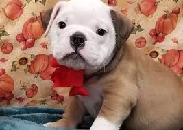 Best dining in park ridge, illinois: Victorian Bulldog Puppies Are On Sale Happiness Is Pets Orland Park Facebook