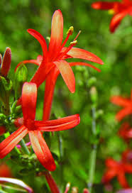 Alibaba.com offers 2137 red flower bushes products. 14 Plants To Bring Hummingbirds To Your Yard Home Garden Tucson Com