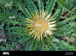 Image result for Bothriocline laxa