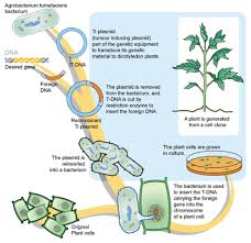 Transgenic organisms are genetically engineered to carry transgenes—genes from a different species—as part of their genome. Genetic Engineering Ck 12 Foundation