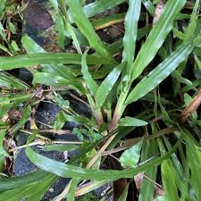 Image result for Axonopus flexuosus