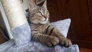 Gli italiani amano gli animali domestici e tra questi ci sono gli adorati gatti che il 17 febbraio, in italia, festeggiano la loro giornata nazionale. Yc9rkpgb3 Hlxm