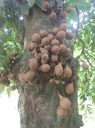 Image result for Annonaceae
