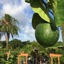 Since mango trees need warm conditions to grow, they thrive in areas with mild winters and nonexistent frosts. Edible Landscaping In Zone 9b Rockledge Gardens