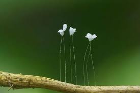 May 21, 2021 · spanning more than 3 million miles with 50 states, america is home to some of the world's most captivating natural landscapes, breezy beaches, and architectural wonders. Most Rare Flowers Top 10 Rarest Flowers In The World Rare Flower In 2021 Rare Flowers Unusual Flowers Flower Pictures