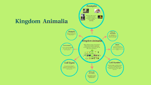 We did not find results for: Kingdom Animalia By Madeleine Heineman