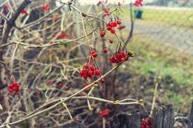 Am besten schneiden sie ihren schneeballstrauch nach der blüte. Schneeball Schneiden Tutorial Mit Illustrierten Anleitungen Viburnum