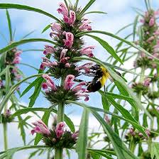 Image result for Leonurus japonicus