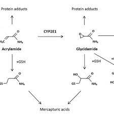 Metabolic Pathway Of Acrylamide Acrylamide Can Undergo Phase I Download Scientific Diagram