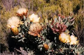 Image result for Terminalia kilimandscharica