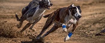See more of greyhounds as pets nz on facebook. The Life Of A Racing Greyhound Faunalytics
