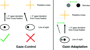 Image result for Visual Fixation