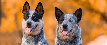 Facility for teaching and trialing with 82 acres. Australian Cattle Dog Steckbrief Charakter Wesen Und Haltung