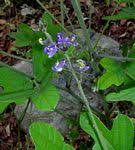 Image result for Neorautanenia