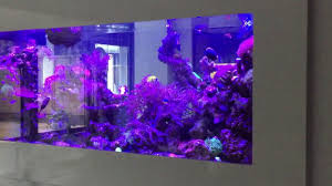 Akwarium Morskie W Scianie Serwis Argus Aquarium Design Garden Youtube