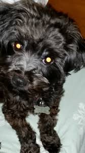 If you rent your home please be sure to get landlord approval prior to adopting. Yorkie Poo For Adoption In Portland Oregon