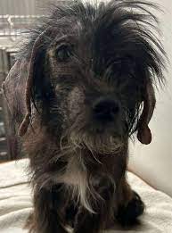 Terrier puppy dumped in plastic bag in Wallis Park Area, Northfleet finds  new home