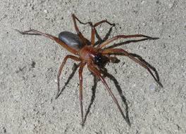 A aranha marrom não costuma atacar seres humano. Como Evitar Acidentes E Picadas De Aranha Marrom