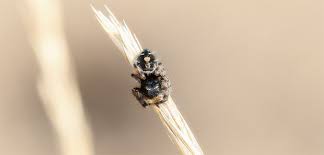 Jul 06, 2021 · house spiders: Have Jumping Spiders Invaded Your Home