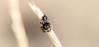 Here's how to chose the best food your local pet store. Have Jumping Spiders Invaded Your Home