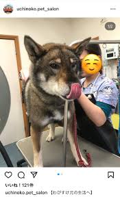 ふーちゃん@五ヶ岳登頂 on X: わびすけくんめちゃくちゃかわいい ほんま四国犬そこら辺におったりせん？  t.con7IR0Ywpps  X