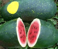 We did not find results for: 18 Different Types Of Melon Must Have Varieties Dre Campbell Farm