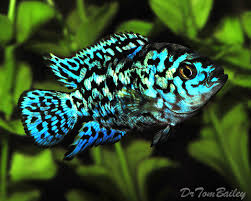 However, as often occurs with hybrids, there are individuals that display various skull shapes among siblings, and some may feature irregular scales. Premium Rather Rare Electric Blue Jack Dempsey