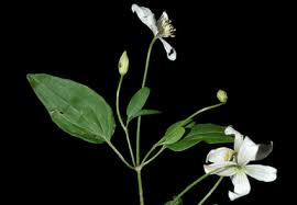 Image result for Ranunculaceae