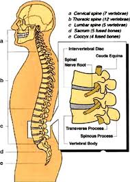 The abbreviations c., t., l., s. Lumbar Region Of Spinal Column A Cervical Spine Seven Vertebrae Download Scientific Diagram